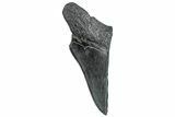 Partial Fossil Megalodon Tooth - South Carolina #293954-1